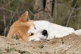 AKITA INU 077